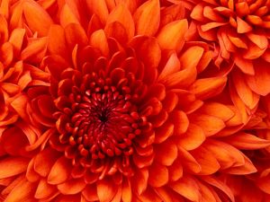 花の画像